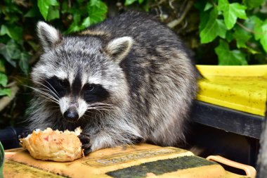 Rakun - Waschbaer - Raton Laveur