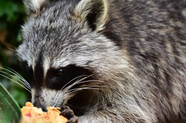 Rakun - Waschbaer - Raton Laveur 