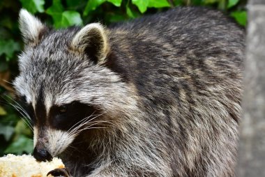 Rakun - Waschbaer - Raton Laveur