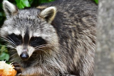 Rakun - Waschbaer - Raton Laveur