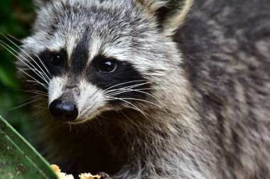 Rakun - Waschbaer - Raton Laveur