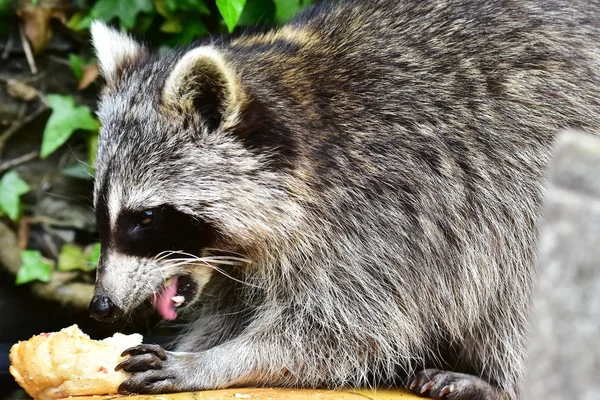 Raccoon Waschbaer Raton Laveur — Stockfoto