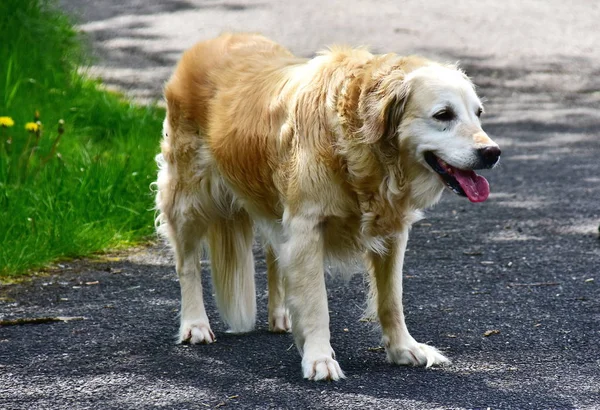Golden Retriever Der Familienhund — Stock Photo, Image