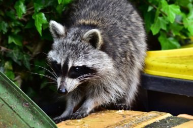 Rakun - Raton Laveur - Waschbaer