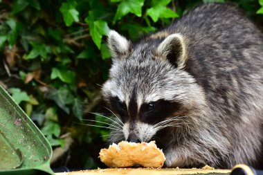 Rakun - Raton Laveur - Waschbaer