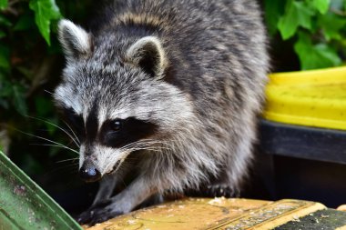 Rakun - Raton Laveur - Waschbaer