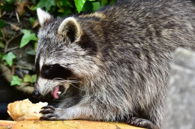 Rakun - Raton Laveur - Waschbaer