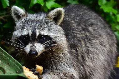 Rakun - Raton Laveur - Waschbaer