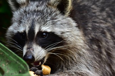 Rakun - Raton Laveur - Waschbaer