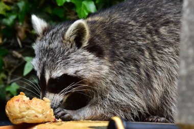Rakun - Raton Laveur - Waschbaer