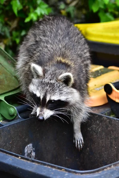 Rakun - Raton Laveur - Waschbaer