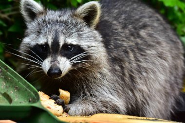 Rakun - Raton Laveur - Waschbaer