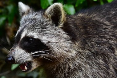 Rakun - Raton Laveur - Waschbaer