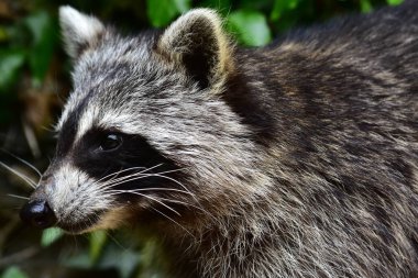 Rakun - Raton Laveur - Waschbaer