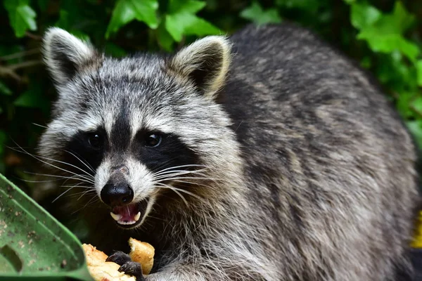 Mapache Ratón Laveur Waschbaer — Foto de Stock