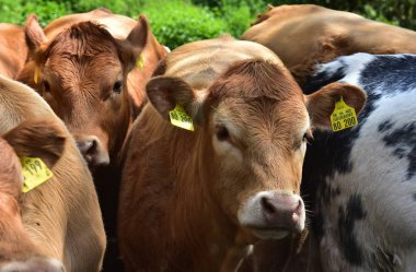 İnekler, sığırlar ve buzağılar