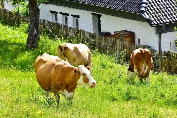 Krávy Skot Telata — Stock fotografie