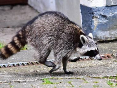 Rakun - Raton Laveur - Waschbaer