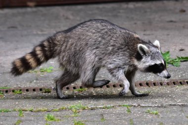 Rakun - Raton Laveur - Waschbaer