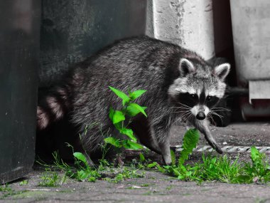 Rakun - Raton Laveur - Waschbaer