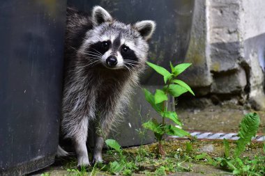 Rakun - Raton Laveur - Waschbaer