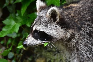 Rakun - Raton Laveur - Waschbaer