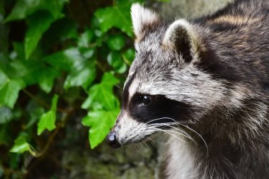 Rakun - Raton Laveur - Waschbaer