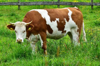 İnekler, sığırlar ve buzağılar