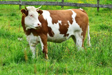 Cows, cattle and calves clipart