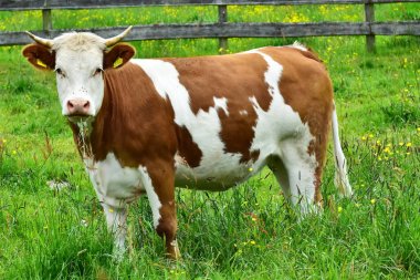 İnekler, sığırlar ve buzağılar