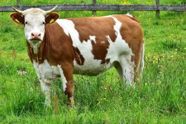 İnekler, sığırlar ve buzağılar