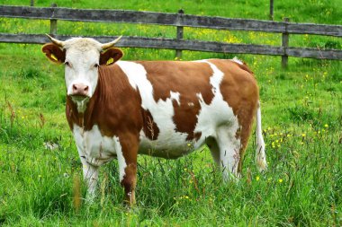 İnekler, sığırlar ve buzağılar