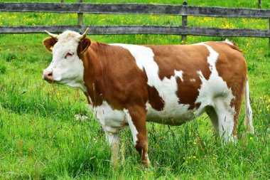 İnekler, sığırlar ve buzağılar