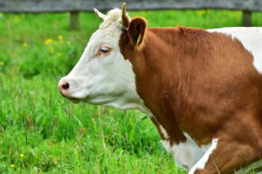 İnekler, sığırlar ve buzağılar