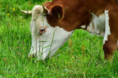 İnekler, sığırlar ve buzağılar