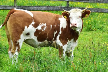 İnekler, sığırlar ve buzağılar