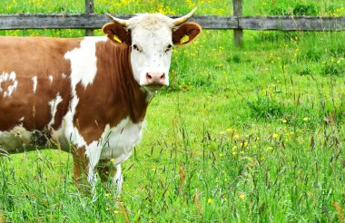 İnekler, sığırlar ve buzağılar