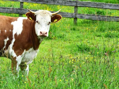 İnekler, sığırlar ve buzağılar