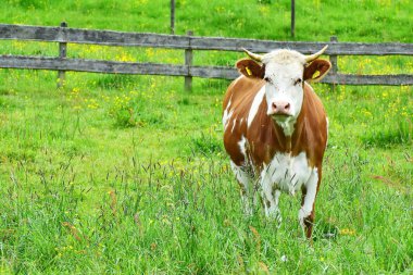 İnekler, sığırlar ve buzağılar