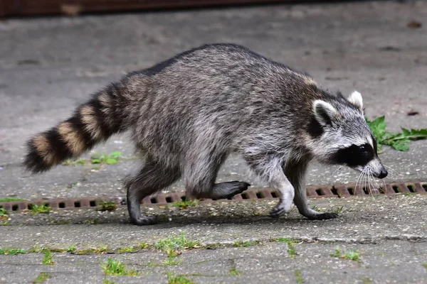 Rakun - Raton Laveur - Waschbaer