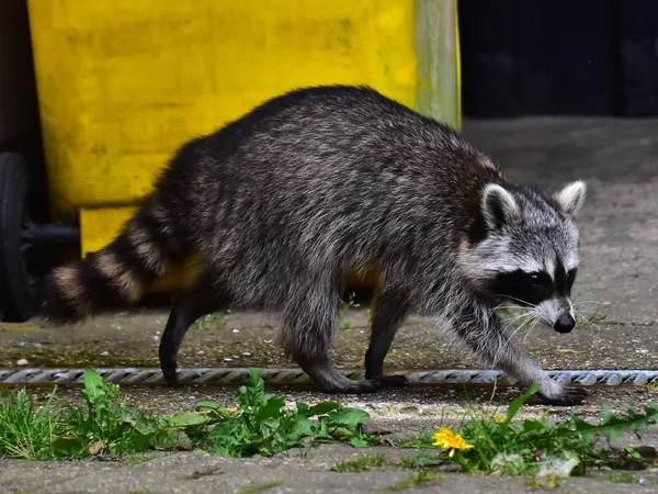 Rakun - Raton Laveur - Waschbaer