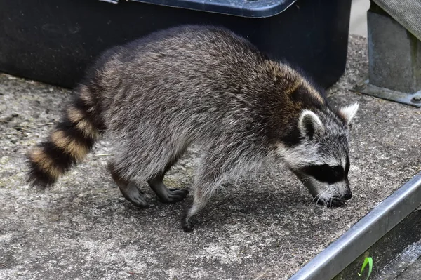 Raccoon Raton Laveur Waschbaer — Stock Photo, Image