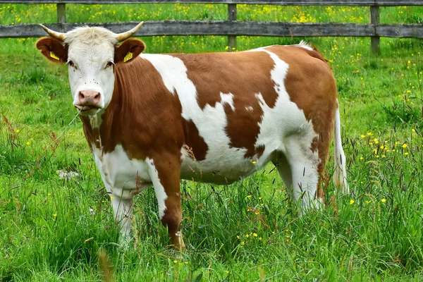 İnekler, sığırlar ve buzağılar