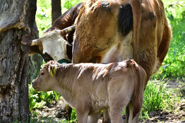 Nekler Sığırlar Buzağılar — Stok fotoğraf