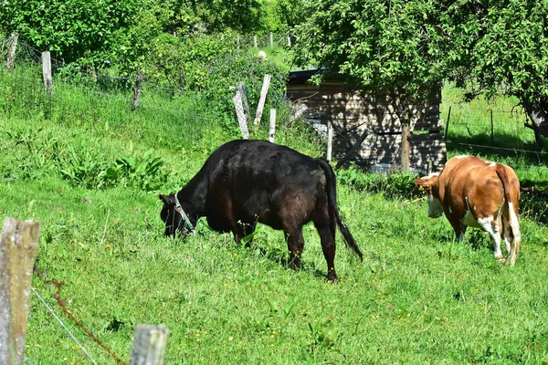 Vacas Bovinos Vitelos — Fotografia de Stock