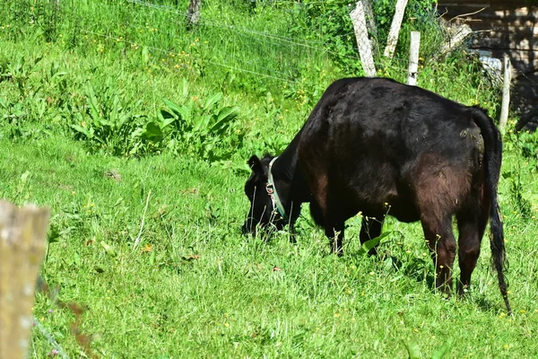 Vacas Bovinos Vitelos — Fotografia de Stock