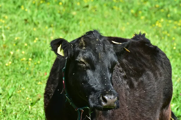 Vacas Bovinos Terneros — Foto de Stock