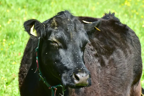 Корови Худоба Телята — стокове фото