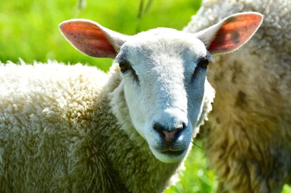 Schaf Koyun Mouton Pecora — Stok fotoğraf