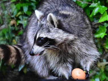 Küçük bir rakun insan uygarlığından yararlanır. 